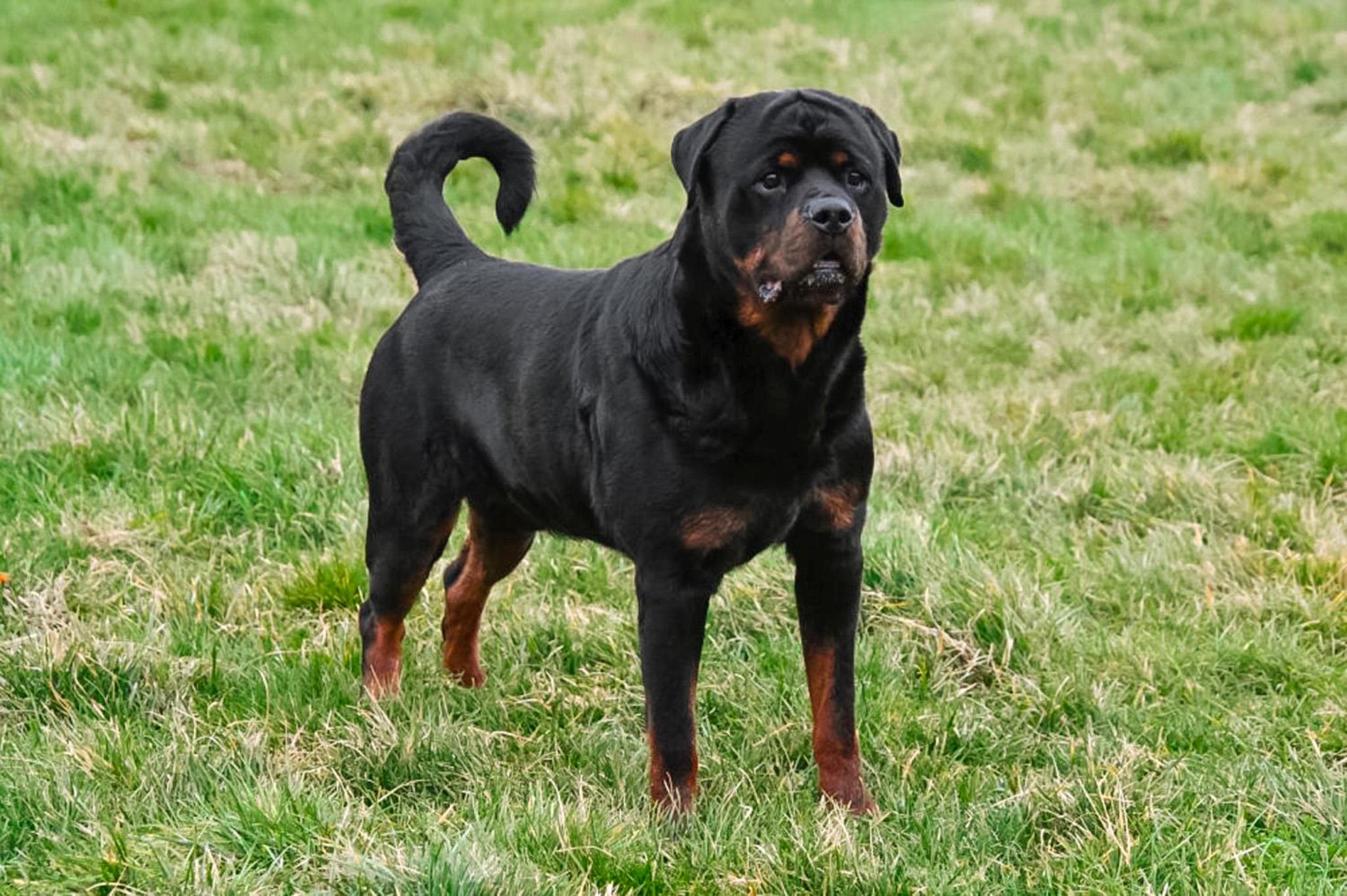 Rottweiler dekreu aangeboden in België.