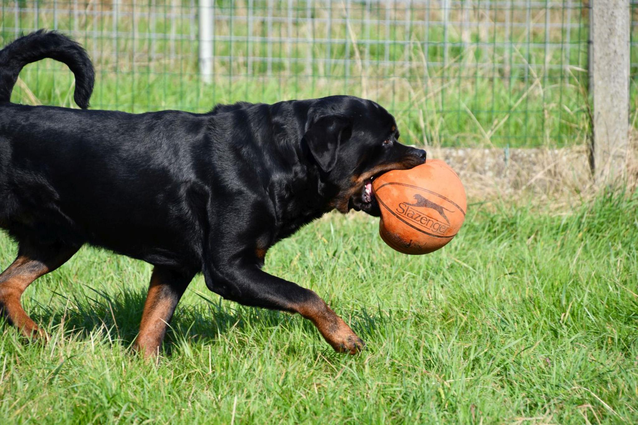 Rottweiler dekreu aangeboden in België.