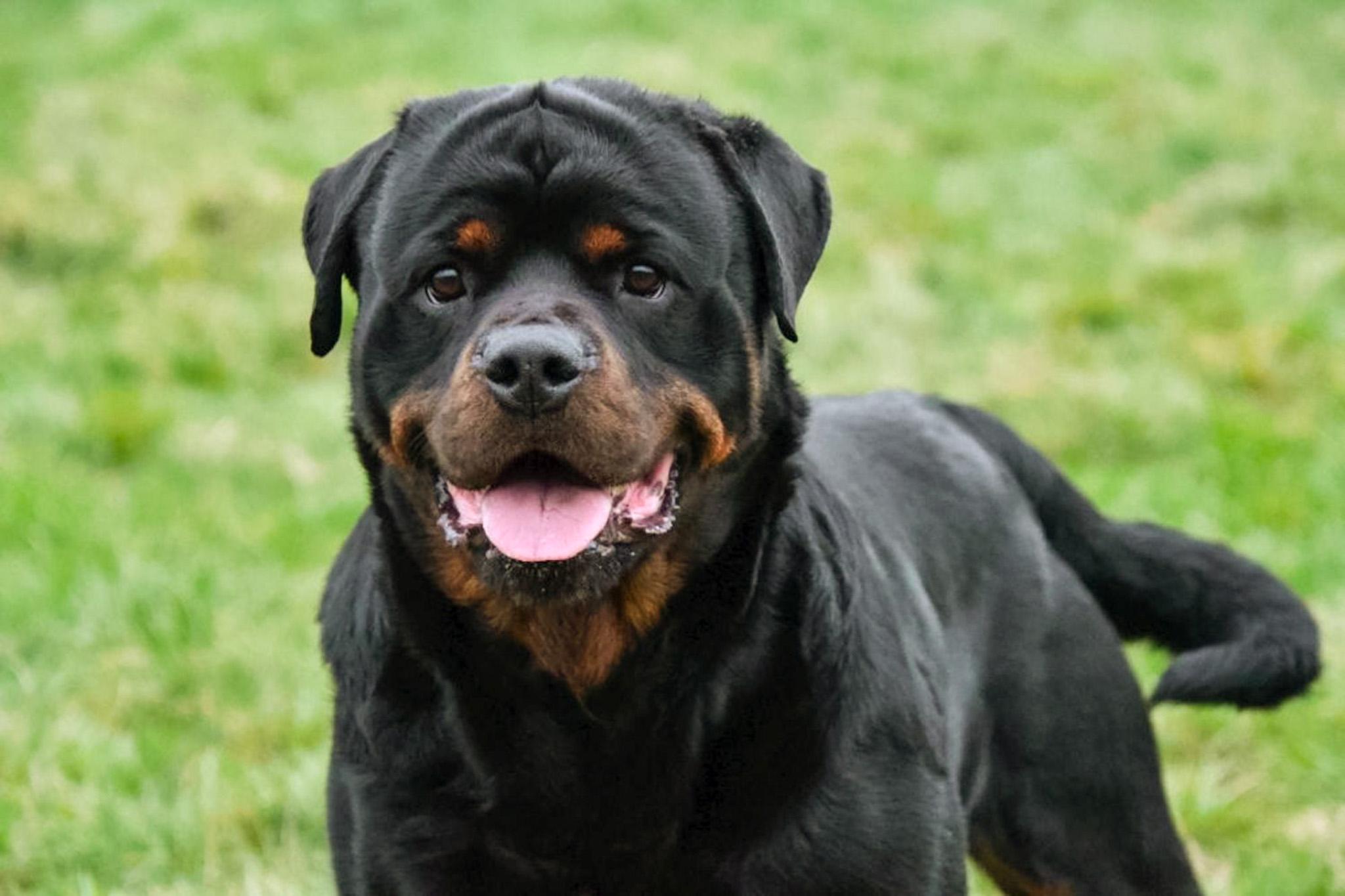 Étalon Rottweiler en Belgique.