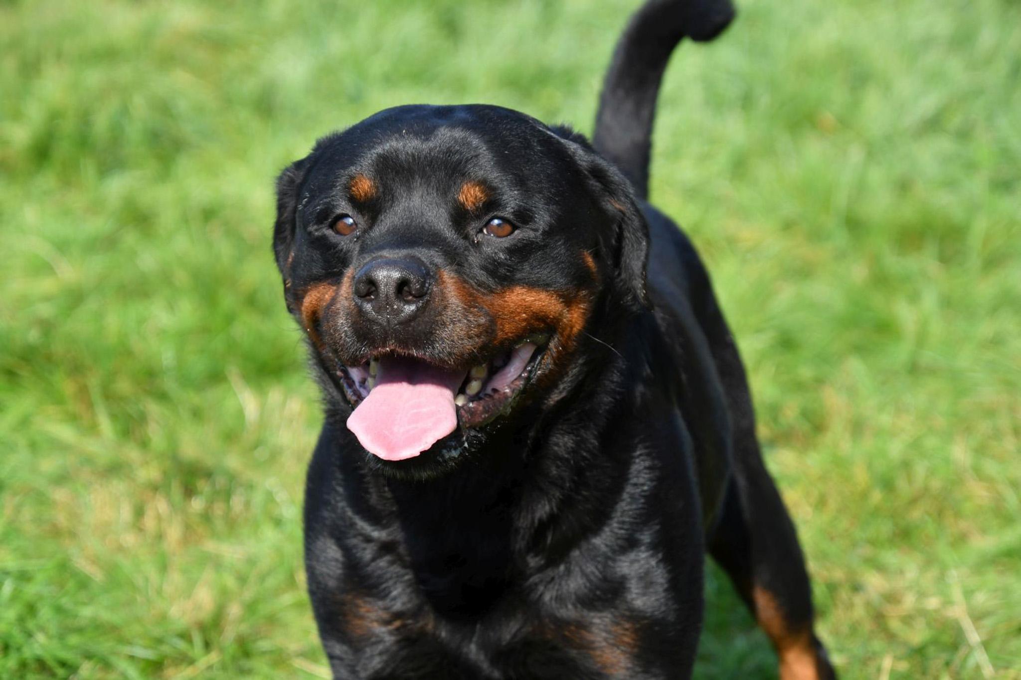 Rottweiler dekreu aangeboden in België.