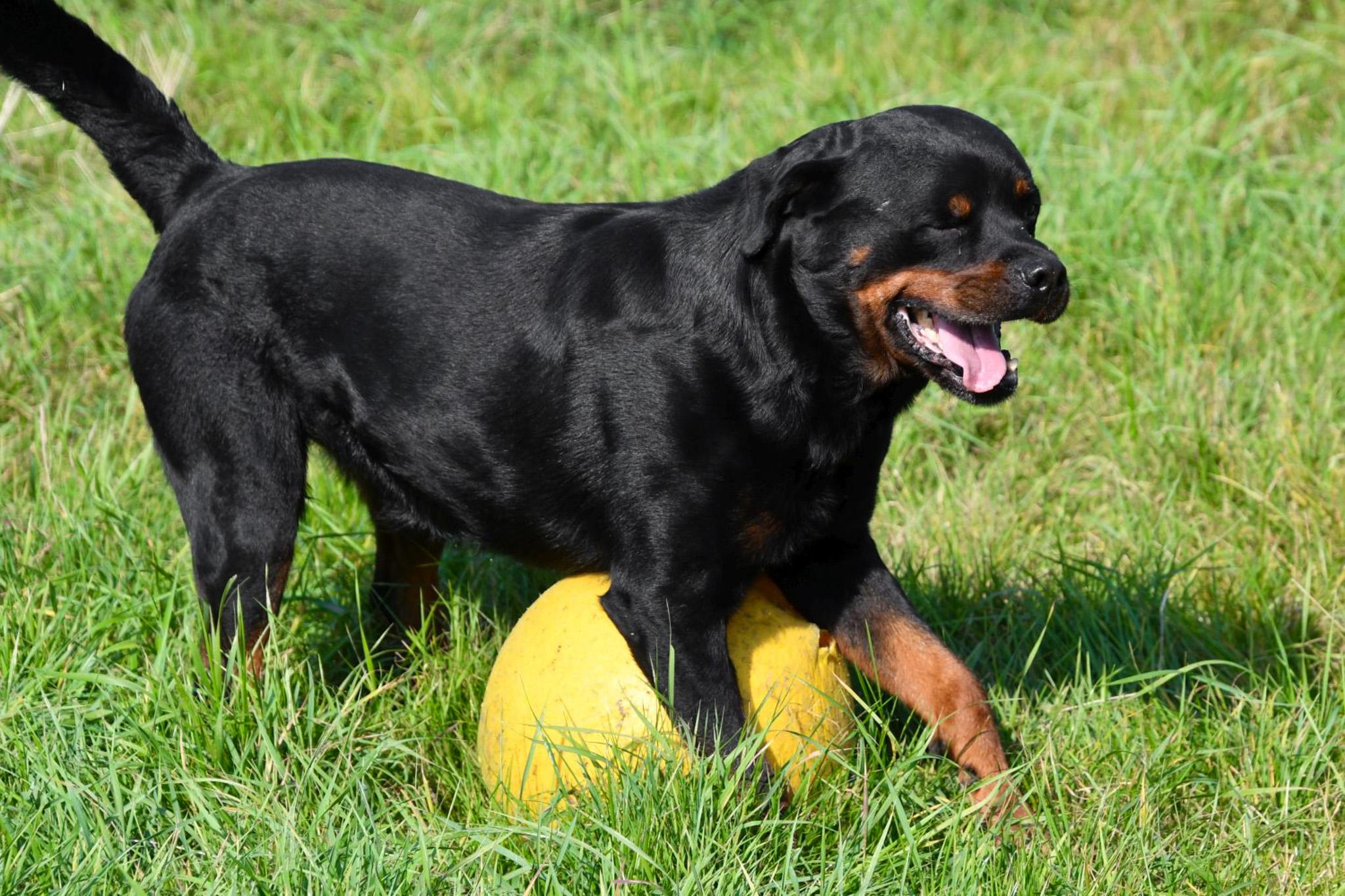 Rottweiler dekreu aangeboden in België.