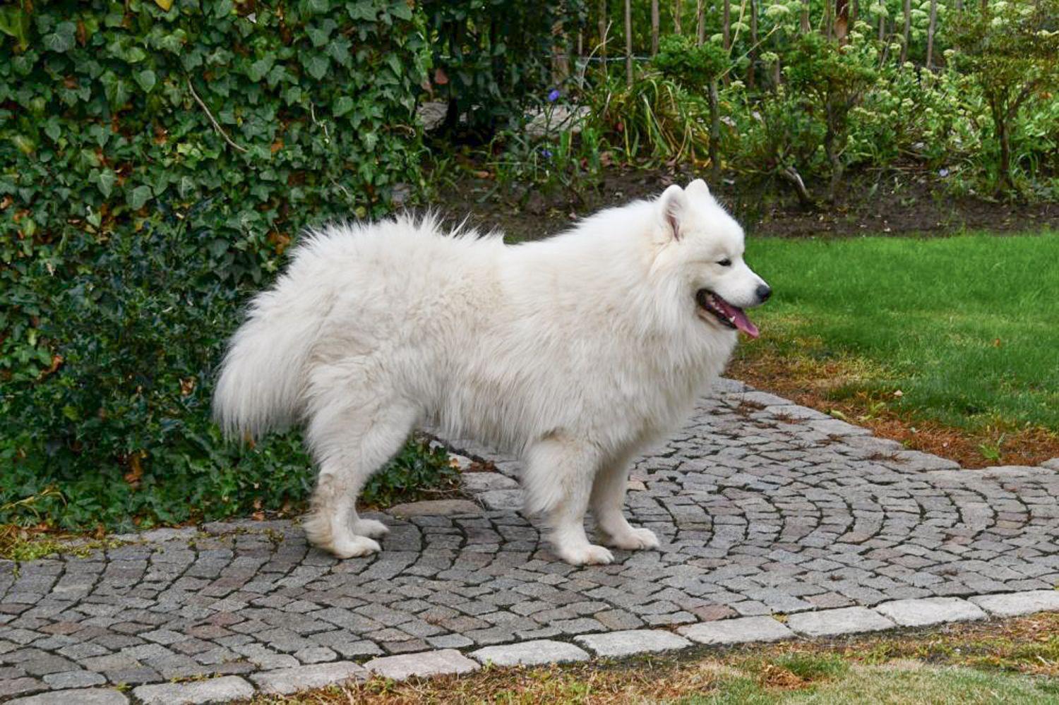 Samojeed dekreu met stamboom aangeboden in België.