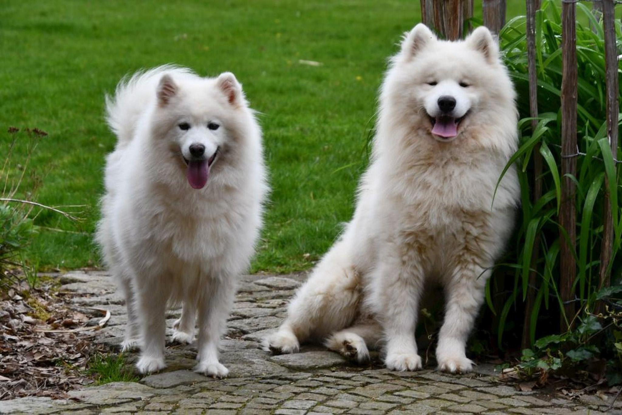 Chiots Samoyèdes à vendre. Élevage Samoyède en Belgique.