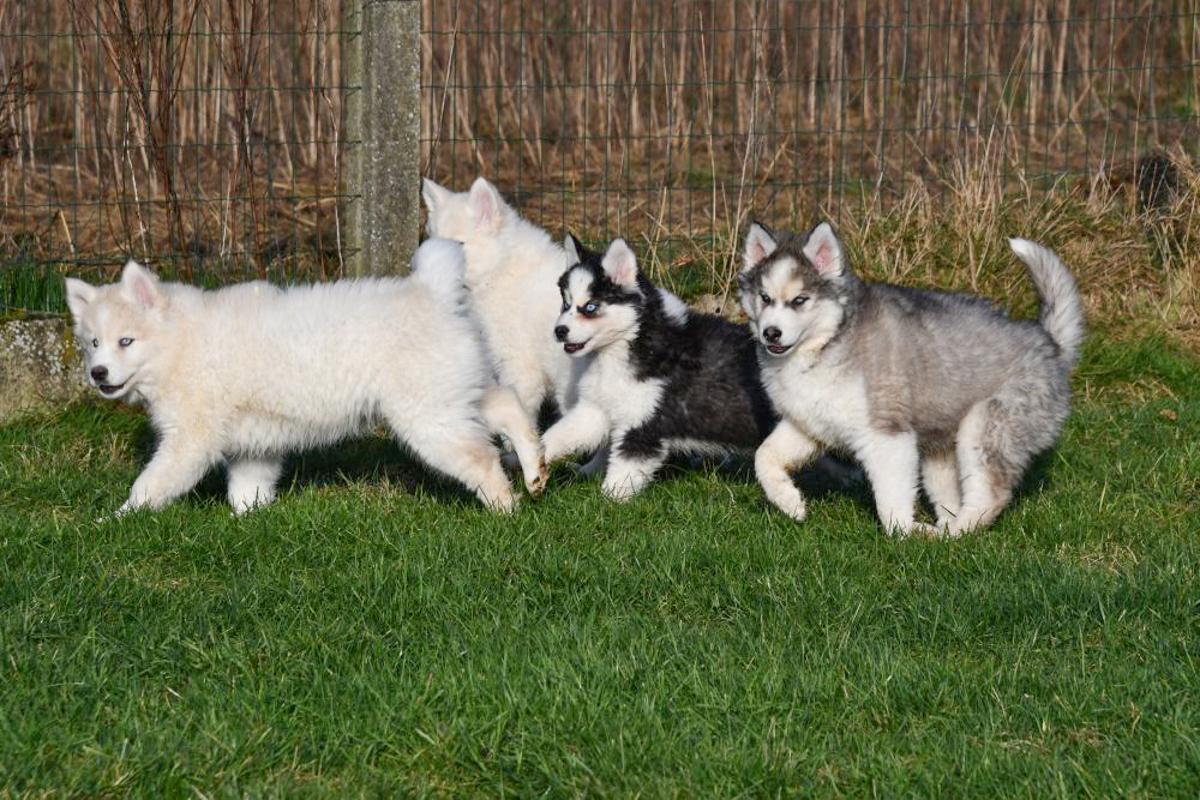 Gezonde Siberische Husky pups te koop, schattig en speels, ideaal voor een liefdevol thuis.