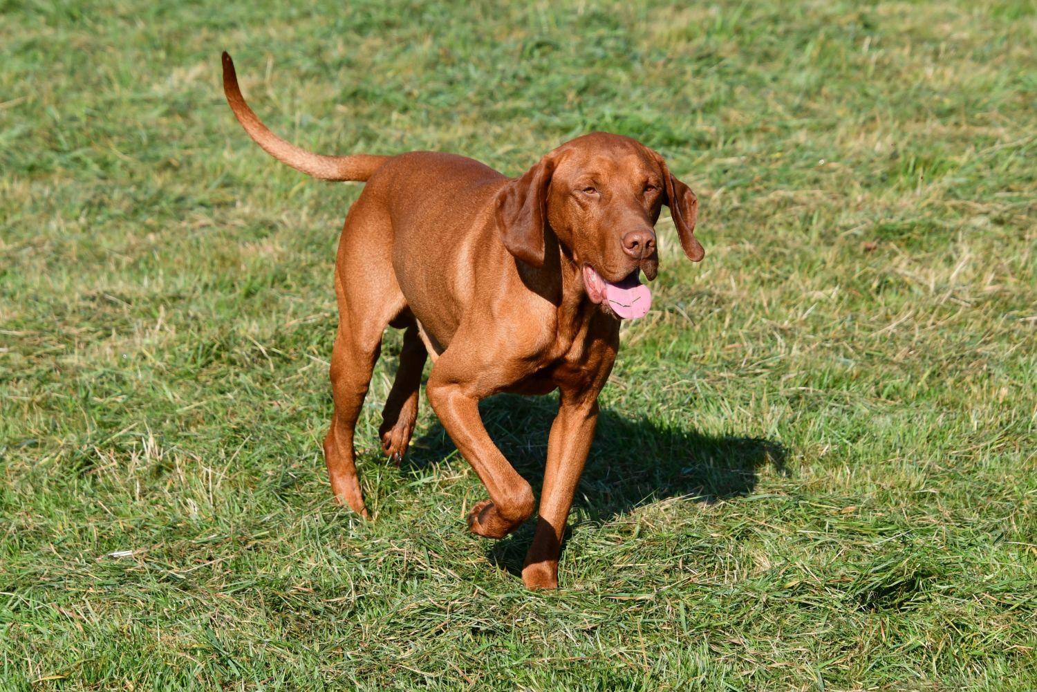 Vizsla dekreu aangeboden in België.