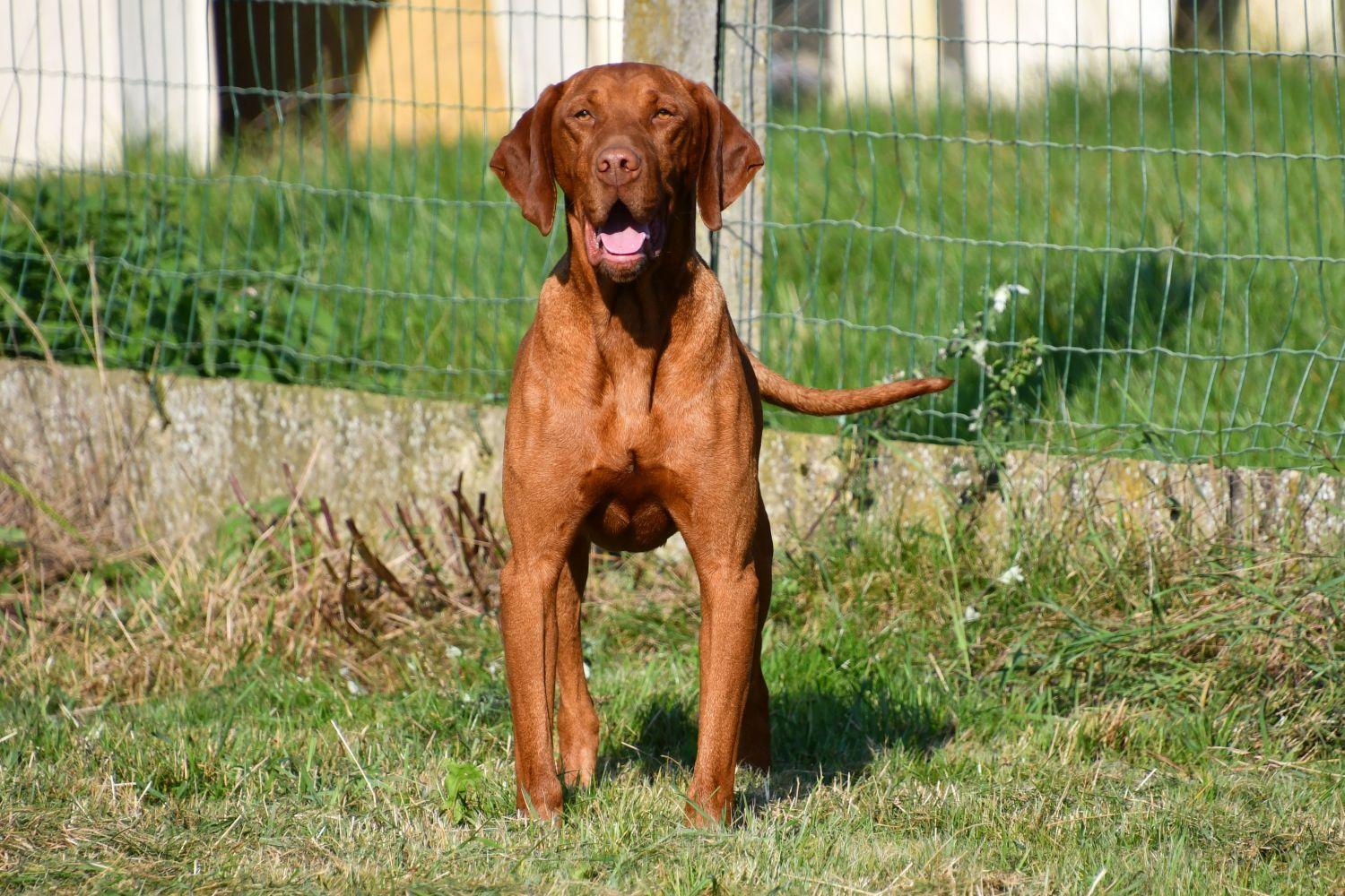 Vizsla dekreu aangeboden in België.