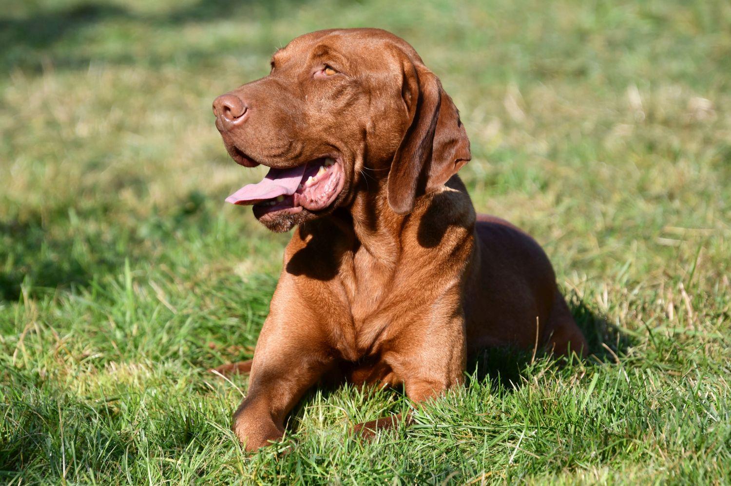 Vizsla dekreu aangeboden in België.