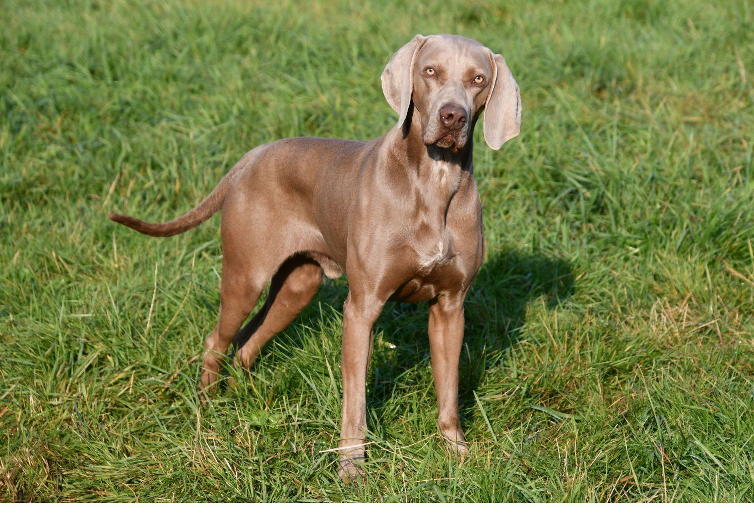 Weimaraner dekreu aangeboden in België.