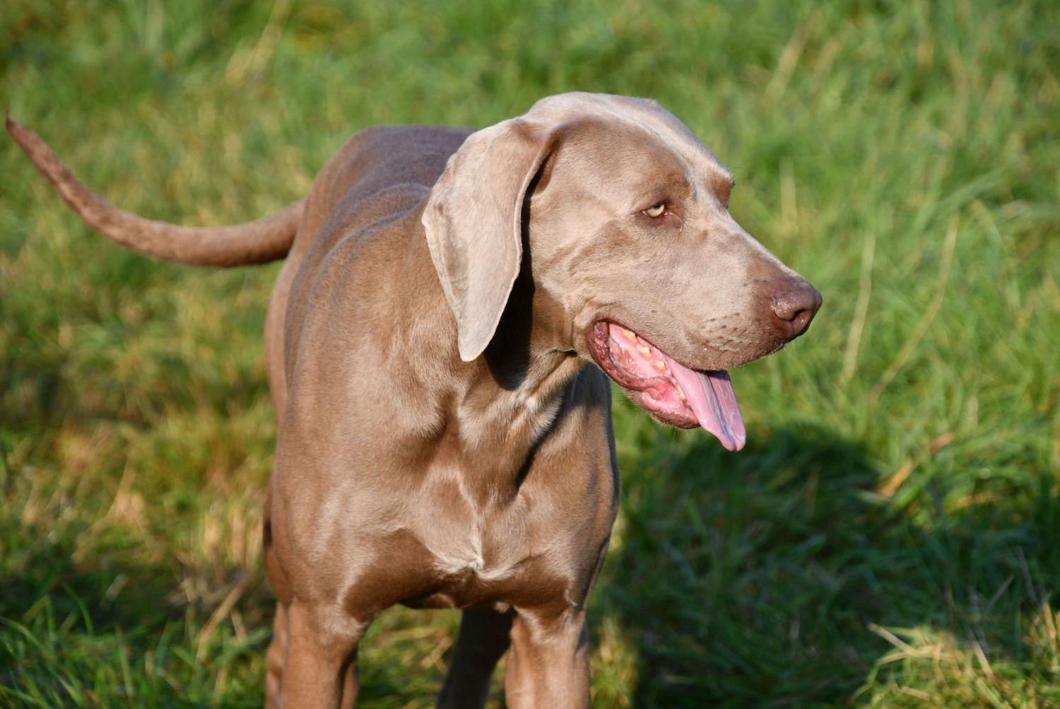 Weimaraner dekreu aangeboden in België.