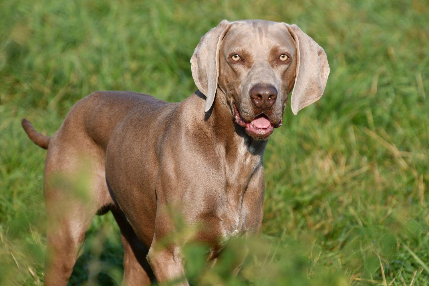 Weimaraner dekreu aangeboden in België.