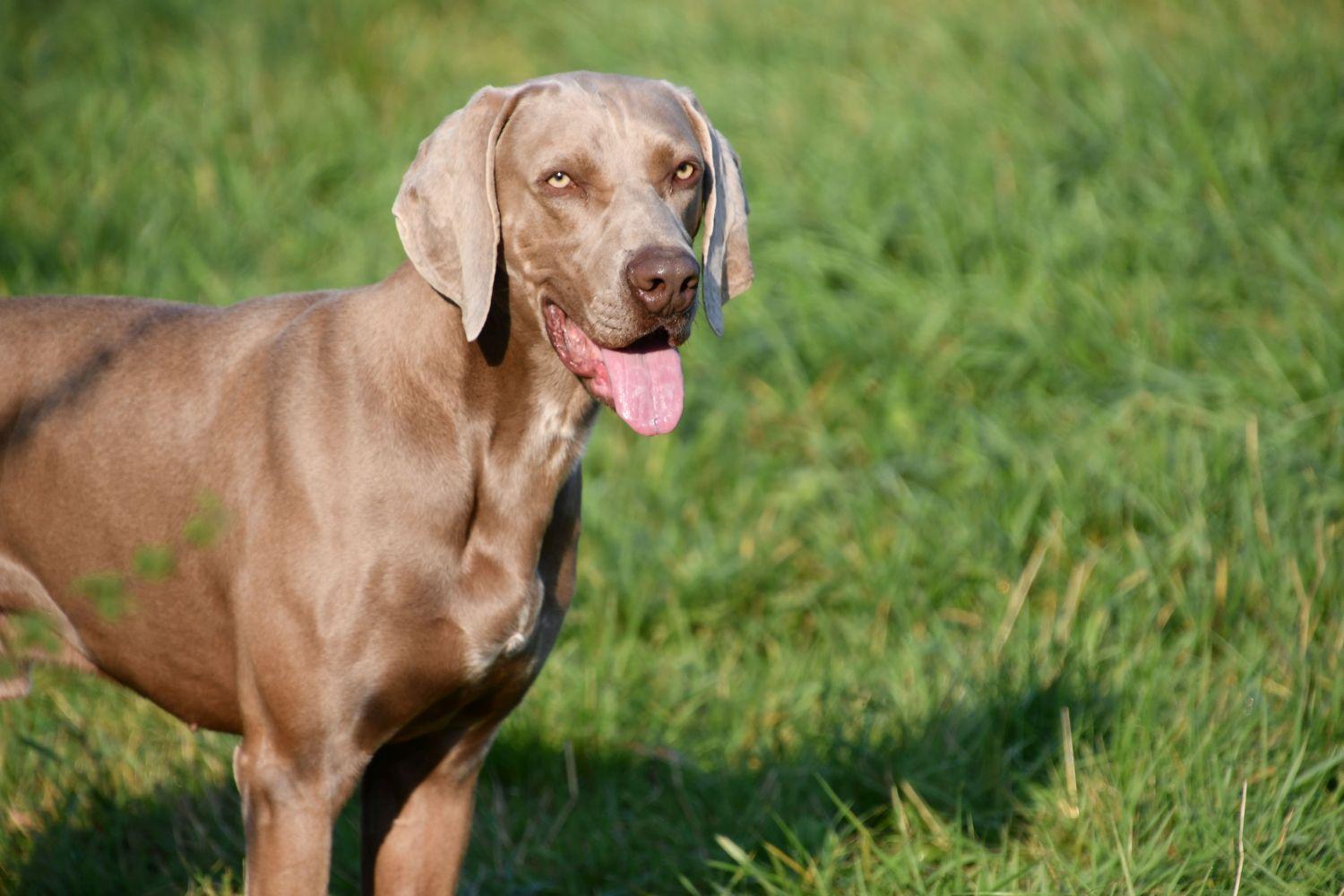 Weimaraner dekreu aangeboden in België.