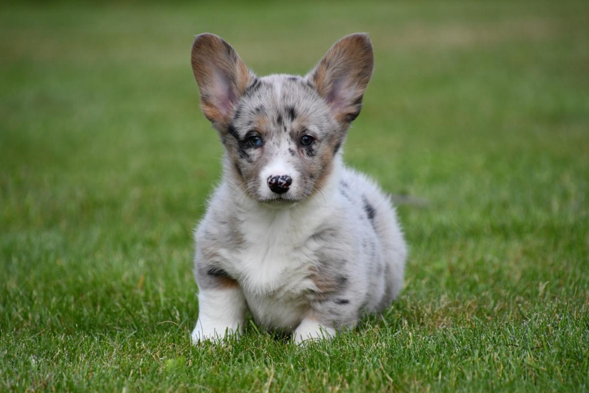 schattige Welsh Corgi Cardigan pups beschikbaar Onze Welsh Corgi Cardigan pups zijn gezond, sociaal en afkomstig van een erkende fokker in België. Elk pupje is zorgvuldig opgevoed en wordt verkocht met alle nodige vaccinaties en voorafgaand een dierenartscontrole. Ontdek waarom dit trouwe, intelligente ras zo geliefd is bij gezinnen en hondenliefhebbers.
