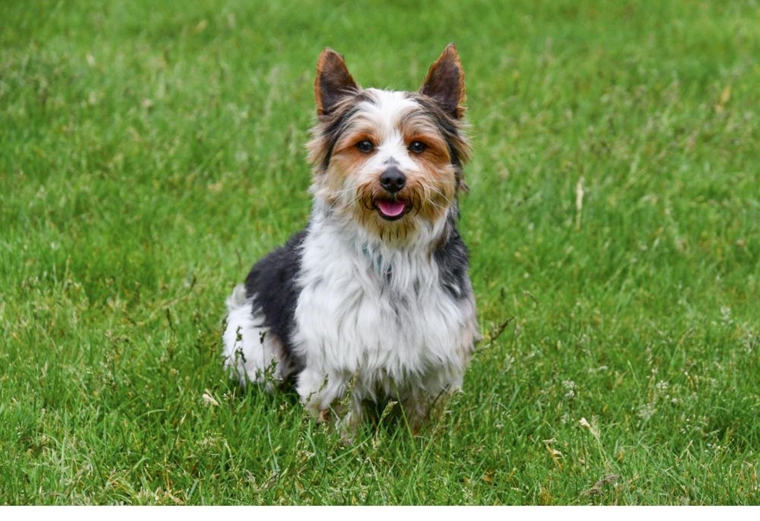 Étalon Biewer Yorkshire Terrier en Belgique. 