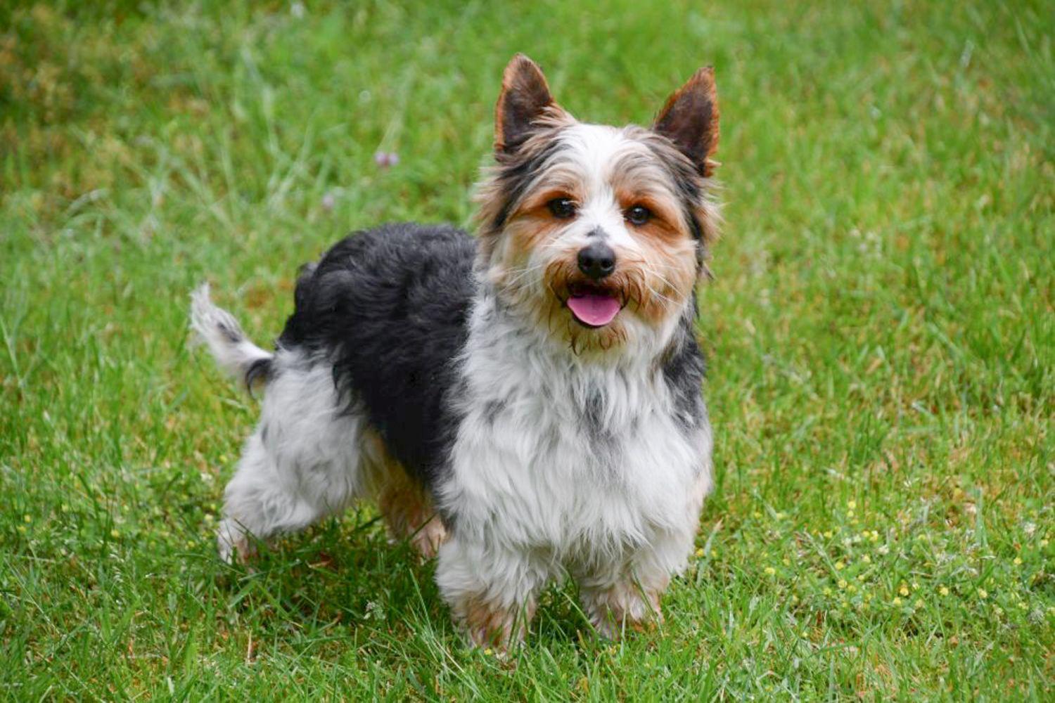 Étalon Biewer Yorkshire Terrier en Belgique. 