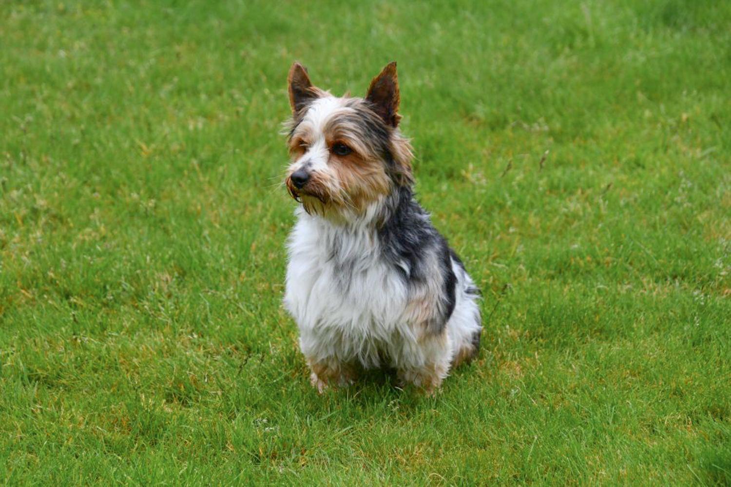 Étalon Biewer Yorkshire Terrier en Belgique.