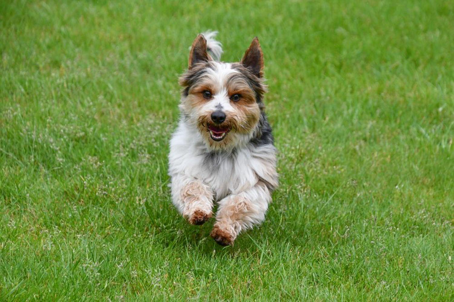 Étalon Biewer Yorkshire Terrier en Belgique. 